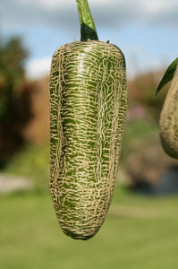 Jalapeño Farmer's Market Potato